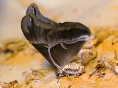 (Domesticated Silkmoth) male