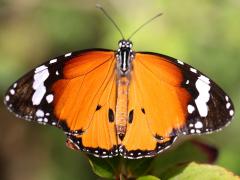 (Plain Tiger) male