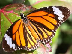 (Common Tiger) male