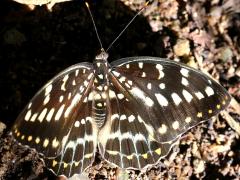 (Common Archduke) female