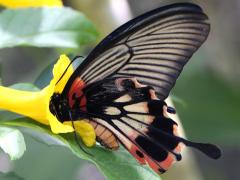 (Great Mormon Swallowtail) alcanor female underside