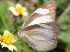 (Striped Albatross) underside