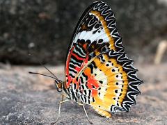 (Leopard Lacewing) male underside