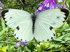 (Indian Cabbage White) upperside