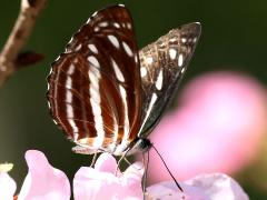 (Sullied Brown Sailer) underside