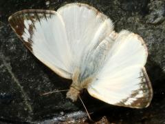 (Laviana White-Skipper) upperside