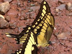 (Thoas Swallowtail) puddling