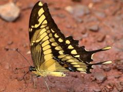 (Thoas Swallowtail) underside