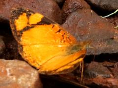 (Claudina Crescent) upperside