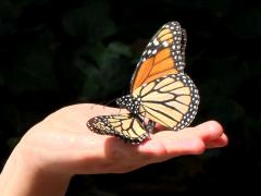 (Monarch) mating Isabelle5 hand