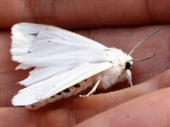 (Virginian Tiger Moth) female lateral