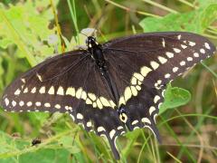 (Black Swallowtail) male upperside