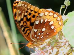 (Great Spangled Fritillary) underside