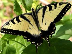 (Tiger Swallowtail) male upperside