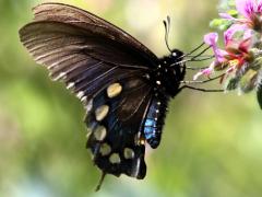 (Pipevine Swallowtail) underside