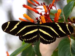 (Zebra Longwing) upperside