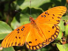 (Gulf Fritillary) upperside