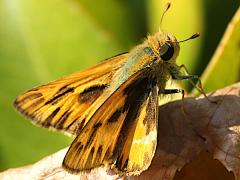 (Fiery Skipper) lateral