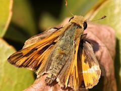 (Fiery Skipper) upperside