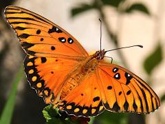 (Gulf Fritillary) dosal