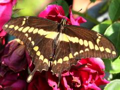 (Western Giant Swallowtail) upperside