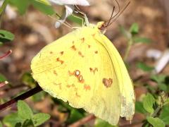 (Cloudless Sulphur) underside left