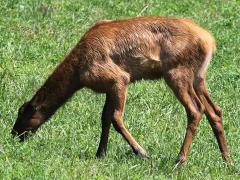 (Wapiti) calf