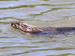 (Muskrat) swimming