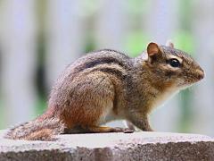 (Eastern Chipmunk) basking