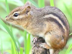 (Eastern Chipmunk) perching