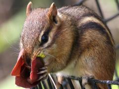 (Eastern Chipmunk) feeding