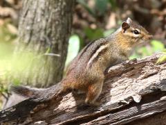 (Eastern Chipmunk) standing