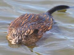 (Muskrat) swimming