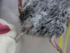 (Western Meadow Vole and Bot Fly)