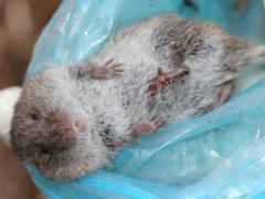 (Western Meadow Vole) male