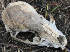 (Raccoon) skull