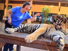 (Bengal Tiger) Sharon