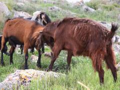 (Domestic Goat) Nubian head butting