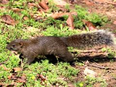 (Taiwan Squirrel) walking