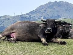 (Domestic Water Buffalo) female