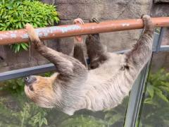 (Linnaeus's Two-toed Sloth) walking