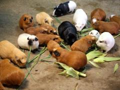 (Guinea Pig) herd