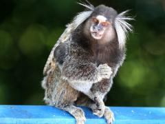 (Common Marmoset) sitting