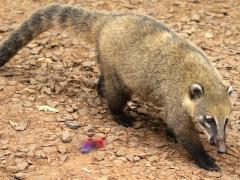 (Ring-tailed Coati) walking