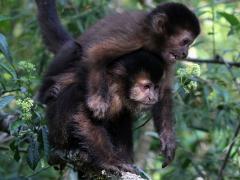 (Black Capuchin) playing