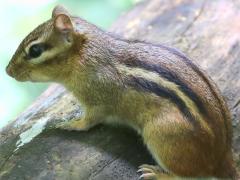 (Eastern Chipmunk) trunk