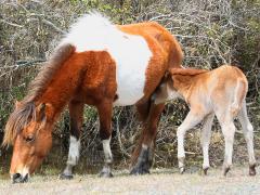 (Domestic Horse) female foal