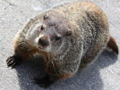 (Groundhog) frontal