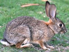 (Desert Cottontail) standing