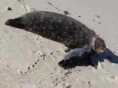 (Harbor Seal) female and pup